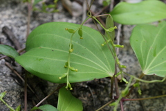 Dioscorea oppositifolia